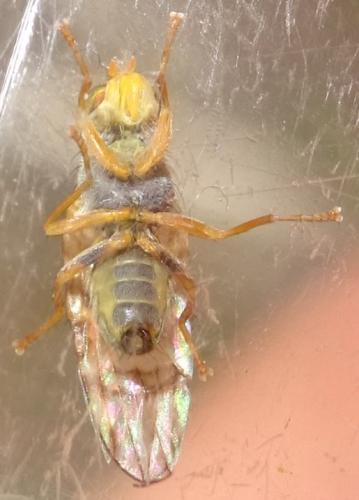 Sphenella marginata